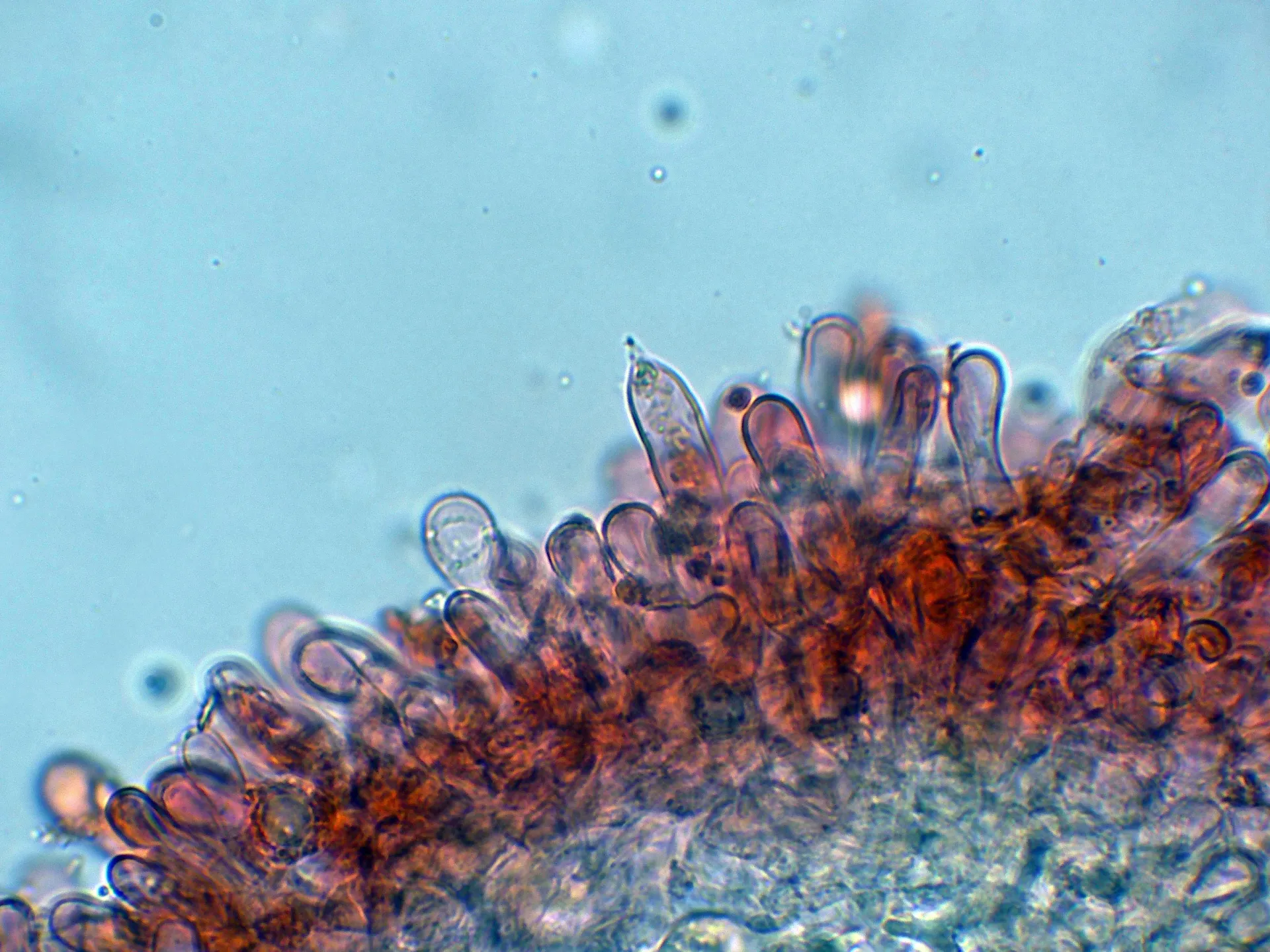 Microscopía de Lactarius camphoratus - 10 - Arista-001